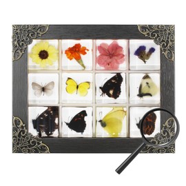 12 Pcs Insect in Resin Specimen Bugs Collection Paperweights, Resin Insects Specimen Frame Decoration for Tabletop Wall Art Decoration Scientific Educational Display Supplies (12 PCS Butterflies)