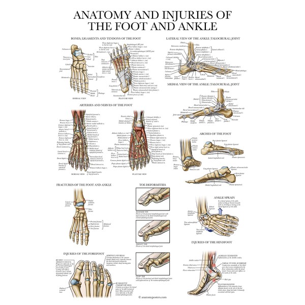 Laminated Anatomy and Injuries of The Foot and Ankle Poster