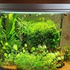 Java Moss on Coconut Shell Driftwood Bridge Live Aquatic Plant