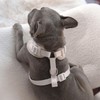PETs R US Dog Harness Ivory Off White Neoprene Leather