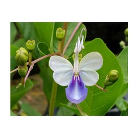 Blue Butterfly Bush Tropical Live Plant Clerodendrum Ugandense Unique Unusual Shaped Flower Starter Size Emeralds TM