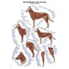 '"The Muscles of the Dog'/, 70 x 100 cm