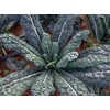 500 Black Tuscan Lacinato Kale Seeds for Planting AKA Dinosaur