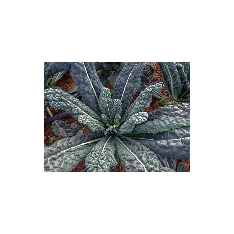500 Black Tuscan Lacinato Kale Seeds for Planting AKA Dinosaur