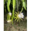 Cactus 2X Queen 12" CACTUS ORCHIDs NIGHT BLOOMING CEREUS