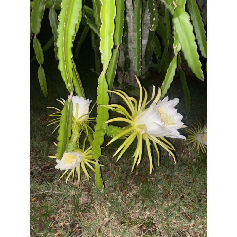 Cactus 2X Queen 12" CACTUS ORCHIDs NIGHT BLOOMING CEREUS