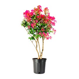 Crape Myrtle Tonto | 2 Extra Large Trade 3 Gallon Plants | Lagerstroemia 'Tonto' | Hardy Fuchsia Blooms | Compact Growth
