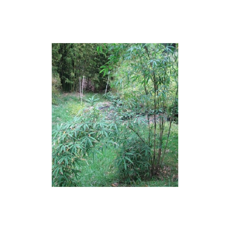 Borinda Macclureana, Live Tibetan Clumping Bamboo, Great Hedge or Specimen.