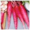 Everwilde Farms - 1 Lb China Rose Radish Seeds -