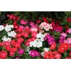 Vinca Seeds Cobra Mix 25 Seeds Flower Seeds