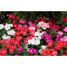 Vinca Seeds Cobra Mix 25 Seeds Flower Seeds