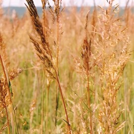1000 INDIAN GRASS Seeds Native Prairie Wildflower Ornamental