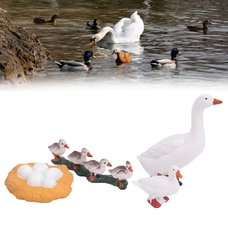 4 Stage Growth Cycle Model Animal Duck Life Cycle Children