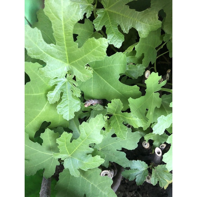 Fig Fruit Tree 8”’With Pot Cutting Ready To Plant