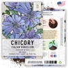 Seed Needs, Chicory Seeds - 500 Heirloom Seeds for Planting