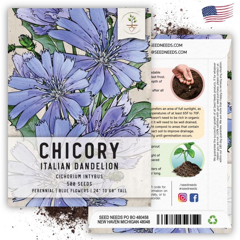 Seed Needs, Chicory Seeds - 500 Heirloom Seeds for Planting