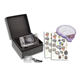Brain Gift Set, neurologist, 3D Human Brain Anatomy Model Doctor Psychology Graduation Gifts for Him Her, 3D Laser Etched Crystal Cube Brain Figure, brain sticky note, keychain,tattoo
