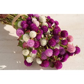 Globe Amaranth Gomphrena Globosa Mix Pompon Ball Bachelor Button 35+ Seeds for Planting Non-GMO