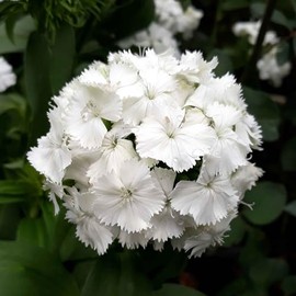 Sweet William Seeds - Albus - 1 Ounce - White Flower Seeds, Heirloom Seed, Open Pollinated Seed Attracts Bees, Attracts Butterflies, Attracts Hummingbirds, Attracts Pollinators