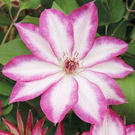 Pink Champagne Clematis Seeds Attracts Pollinators Fast Growing Cut Flower Ground Cover Specimen Compact Container Outdoor Trellis 25Pcs Flower Seeds by YEGAOL Garden