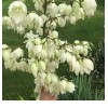 xplosionseeds Needle yucca Yucca Needle White Pot Seed - Pack