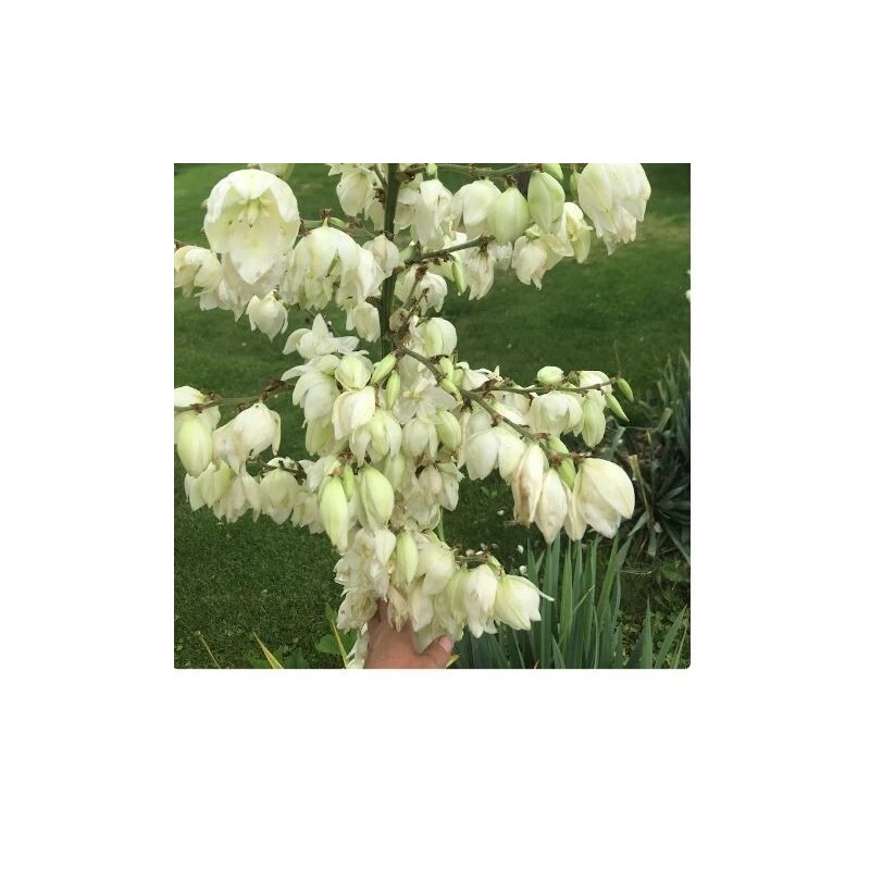 xplosionseeds Needle yucca Yucca Needle White Pot Seed - Pack