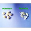 Maíz palomero Mushroom Jumbo 1kg Palomitas Gigantes Popcorn
