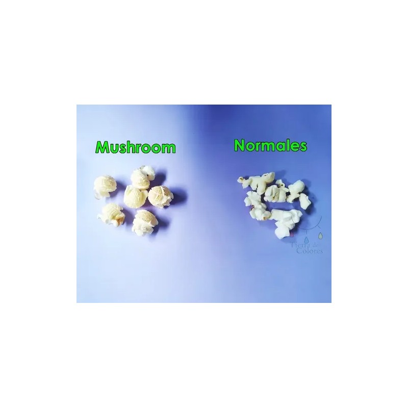 Maíz palomero Mushroom Jumbo 1kg Palomitas Gigantes Popcorn