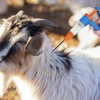 Automatic Livestock Syringe | 20ml Poultry Syringe Equipment - Veterinary