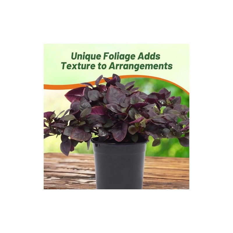Outsidepride Alternanthera Purple Knight Seeds - 20 Pcs Purple Foliage,