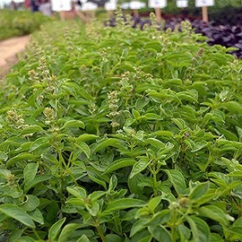 Lime Basil Herb Garden Seeds - 1 Oz - Non-GMO, Heirloom, Annual Culinary Gardening Seeds - Ocimum basilicum