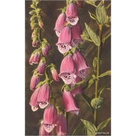 Foxglove, Digitalis - Vintage Image