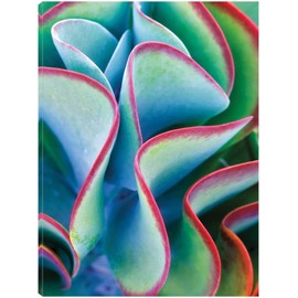 Fine Art Canvas Succulent VII Canvas Wall Decor by Artist Dennis Frates for Living Room, Bedroom, Bathroom, Kitchen, Office, Bar, Dining & Guest Room - Ready to Hang - 24 in x 32 in