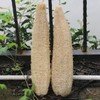 Esponja Lufa Natural Pura Orgánica Reutilizable Exfoliante Corporal Espalda Spa