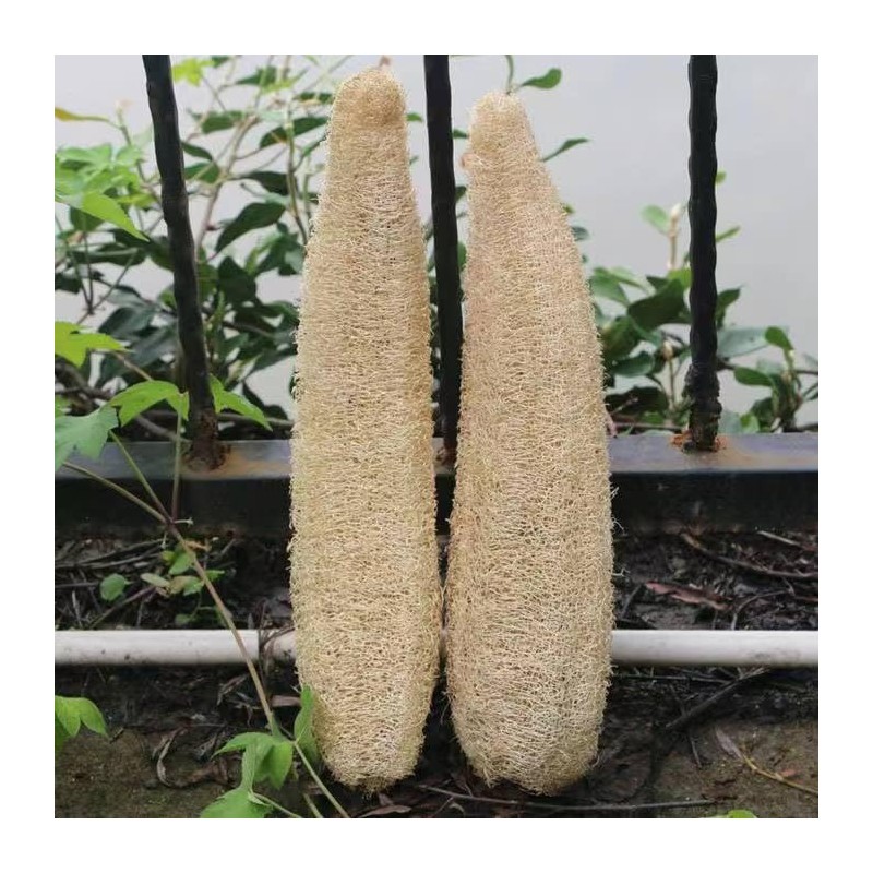 Esponja Lufa Natural Pura Orgánica Reutilizable Exfoliante Corporal Espalda Spa