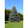 The Jonsteen Company Blue Spruce | Small Tree Seedling |