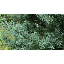 Carolina Sapphire Cypress Tree | 2 Large Gallon Size Plants | Beautiful Evergreen Low Maintenance Cold Hardy Privacy Screen