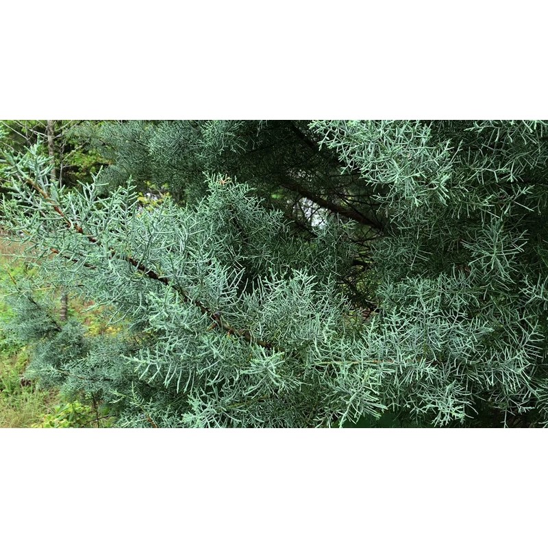 Carolina Sapphire Cypress Tree | 2 Large Gallon Size Plants