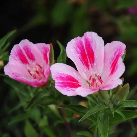 Southeast Seeds Farewell to Spring Seeds, Clarkia, Godetia, Gorgeous Pink Wildflower, FREE SHIP - 2750 Seeds or 1 Gram