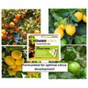 Power Spike for Citrus Trees, Citrus Tree fetilizer Spike. Feeds