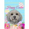 Havanese Cream - Best of Breed - HHS Easter House
