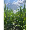 Hale Habitat & Seed Glyphosate Tolerant Field Corn Food Plot