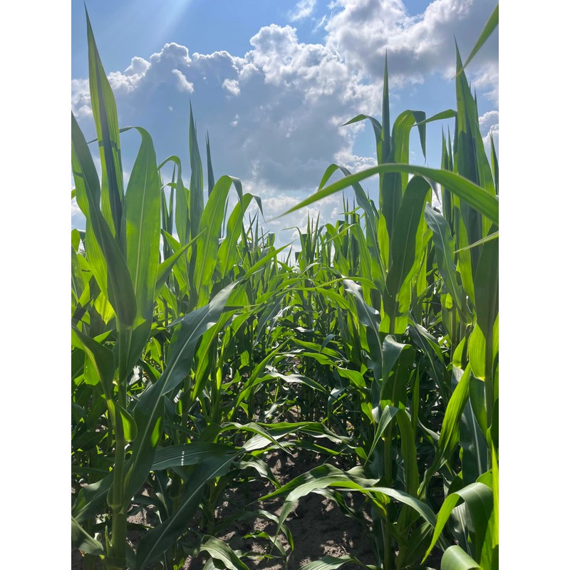 Hale Habitat & Seed Glyphosate Tolerant Field Corn Food Plot