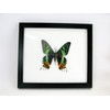 A Real Exotic Prepared Butterfly in Picture Frame Wall Picture