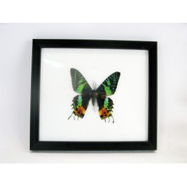 A Real Exotic Prepared Butterfly in Picture Frame Wall Picture Display Case Entomology Taxidermy 20 x 17 x 2 cm (Madagascan-Sun Set Moth)