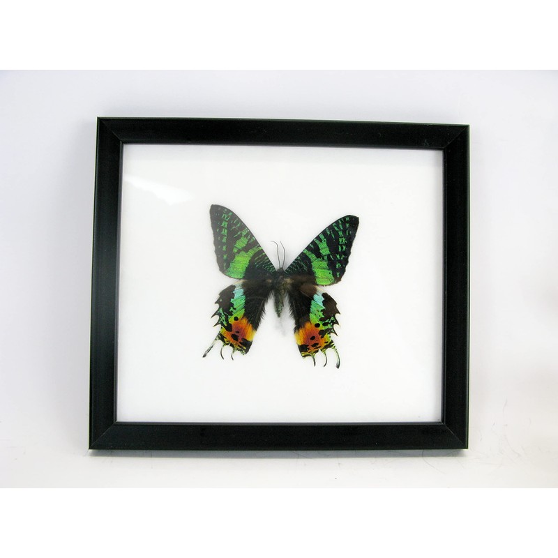 A Real Exotic Prepared Butterfly in Picture Frame Wall Picture