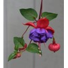 100 Pcs Fuchsia Flower Seeds Perennial Home Plant Bonsai