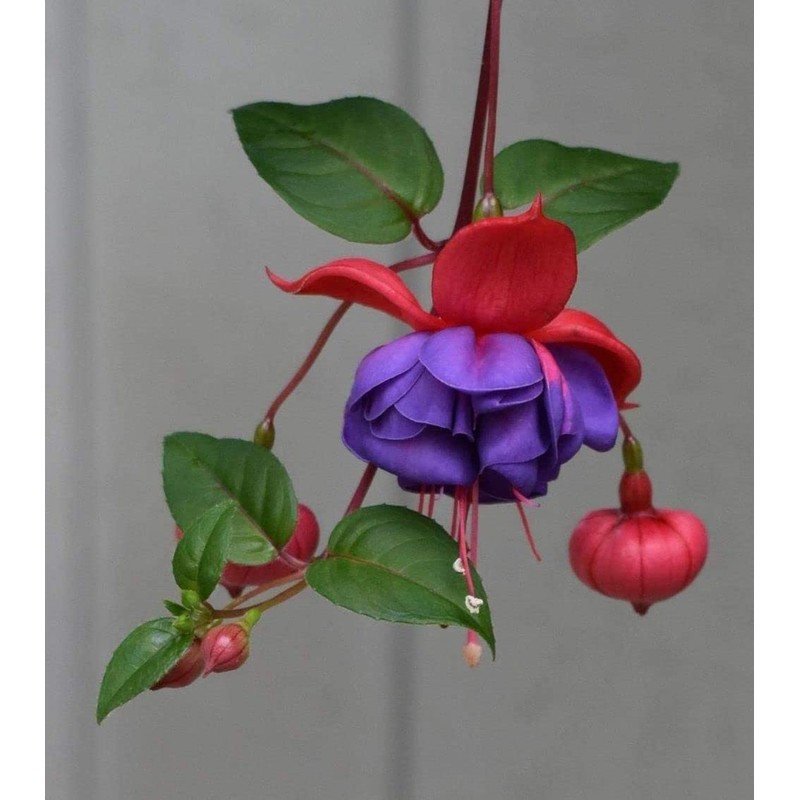 100 Pcs Fuchsia Flower Seeds Perennial Home Plant Bonsai