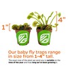 King Henry Venus Fly Trap Live Plant - Dionaea muscipula