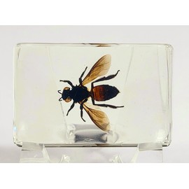 44mm Real Honeybee Honey Bee in Crystal Clear Lucite Resin Specimen Preserved Insect Taxidermy Crafts Collection for Biology Science Education & Desk Ornament Display Supplies Small Paperweight